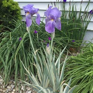 Meet your Posher, Roseanne